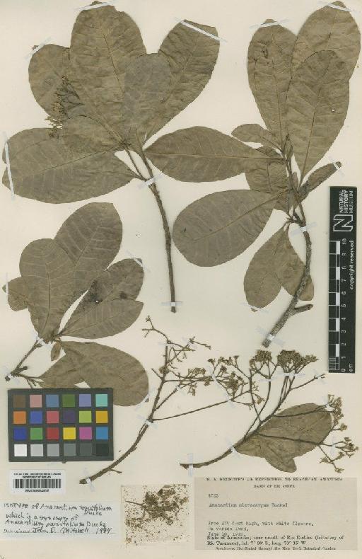 Anacardium parvifolium Ducke - BM000884805