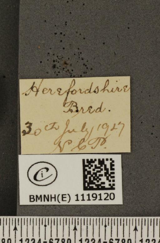 Leptidea sinapis sinapis Linnaeus, 1758 - BMNHE_1119120_label_74290