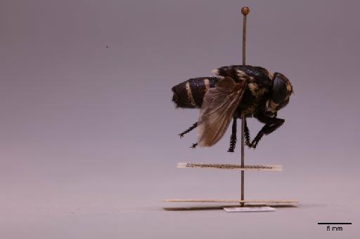 Cuterebra Clark, 1815 - 013622496_lateral