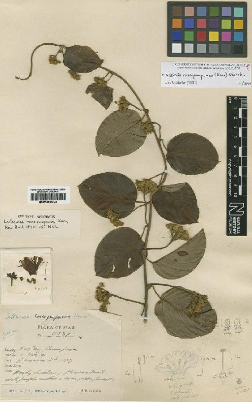Ipomoea roseopurpurea (Kerr) J.R.I.Wood & Scotland - BM000885049