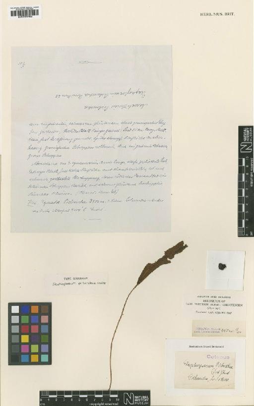 Elaphoglossum pichinchae Christ - BM000937985