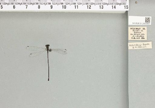 Pseudagrion microcephalum (Rambur, 1842) - 012495498_804247_1256666_2