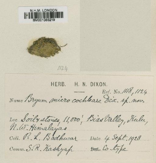 Bryum microcochleare Dixon & Badhw. - BM001086219