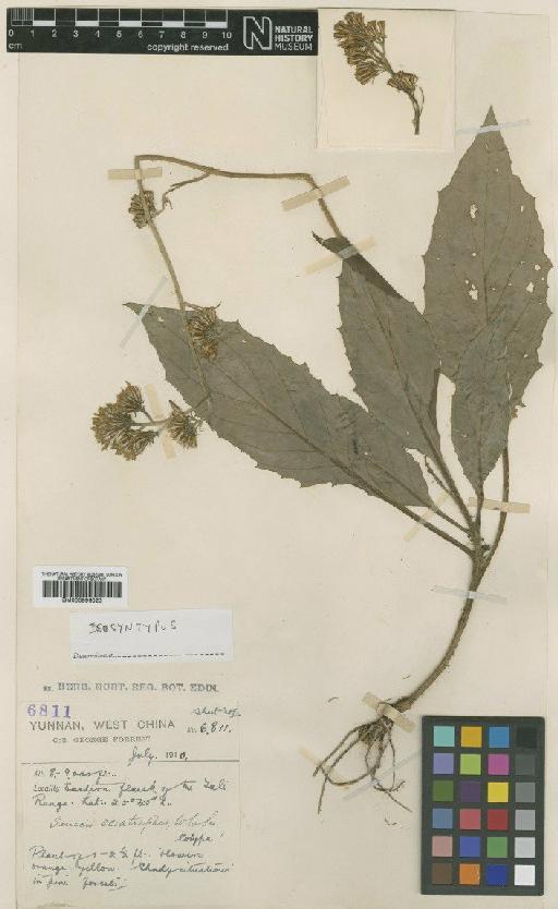 Senecio sciatrephes W.W.Sm. - BM000996023