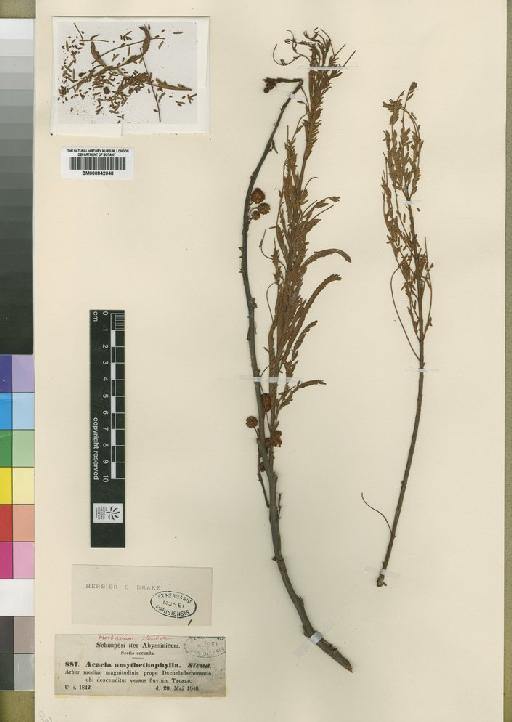 Acacia amythethophylla Steud. ex A.Rich. - BM000842048