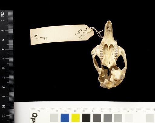 Macropus lunatus Gould, 1841 - 1841.1131_Skull_Ventral