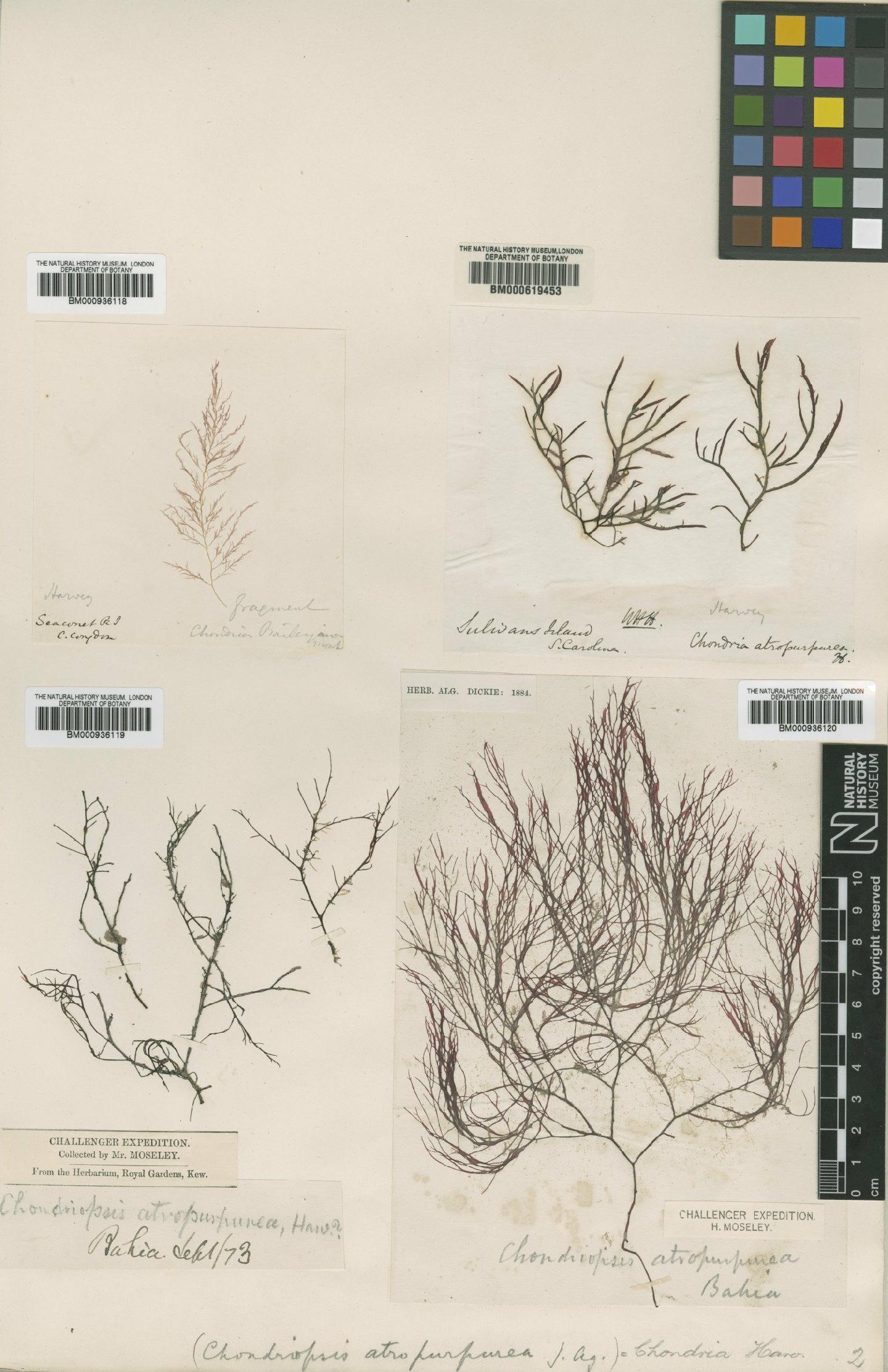 To NHMUK collection (Chondria atropurpurea Harvey; TYPE; NHMUK:ecatalogue:435219)