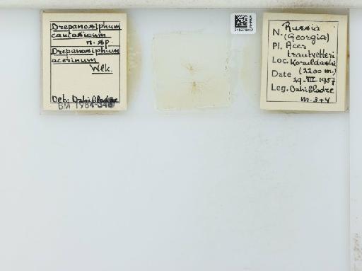 Drepanosiphum caucasicum Dzhibladze, 1962 - 015275017_112843_1094050_157786_NoStatus