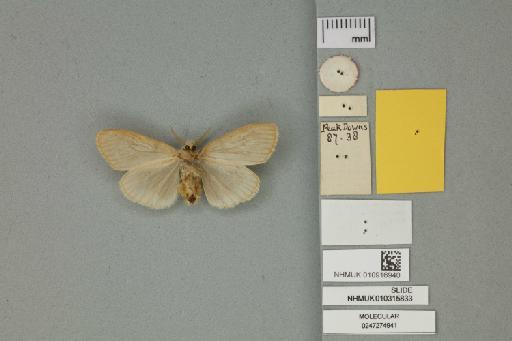 Leptocneria binotata Butler, 1866 - 010916940_additional