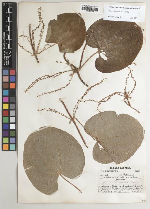 Dioscorea schimperiana Hochst. ex Kunth - 000948205