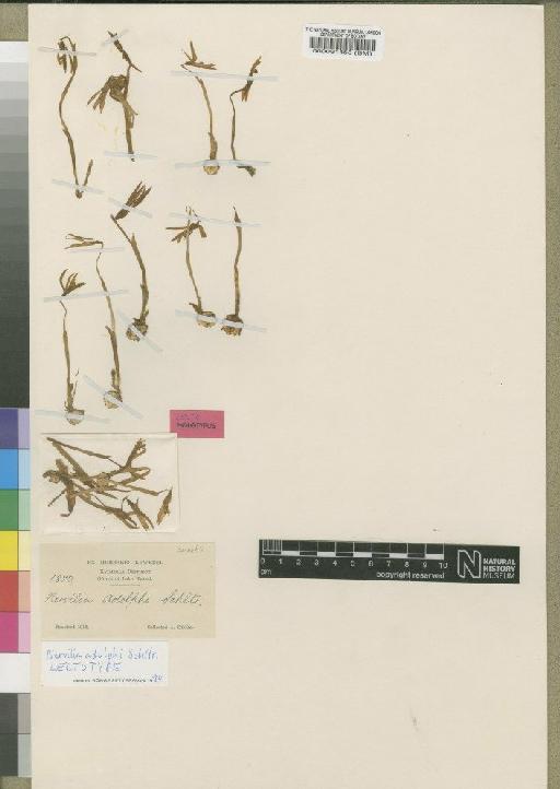 Nervilia adolphi Schltr. - BM000061458