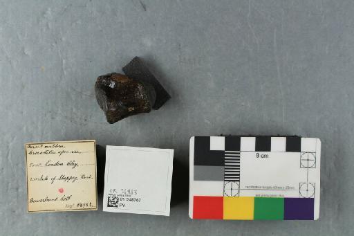 Kentisuchus spenceri Buckland, 1836 - 010248767_L010230947_(2)