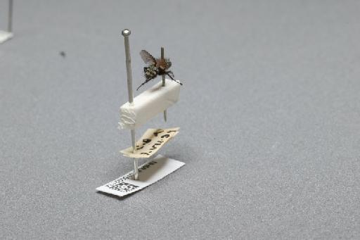 Sarcophaga (Myorhina) nigriventris Meigen, 1826 - 015092174_additional_1