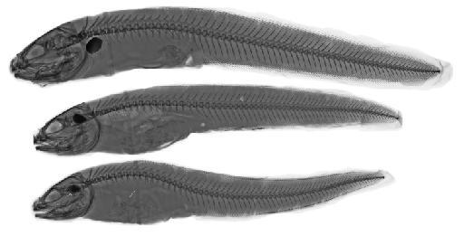 Ophidion rochei Müller, 1845 - BMNH 1963.7.25.32-34, Ophidion rochei, radiograph