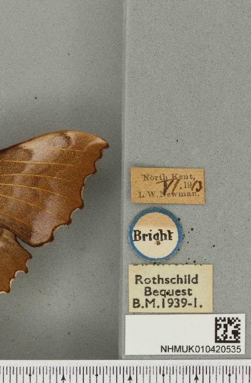 Laothoe populi ab. ferruginea-fasciata Gillmer, 1904 - NHMUK_010420535_label_526645