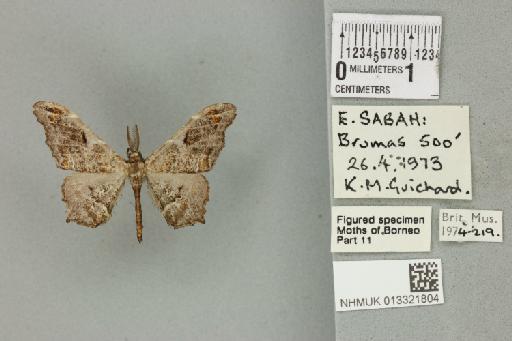 Hyposidra violescens Hampson, 1895 - 013321804_899802_1396372