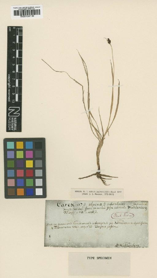 Carex norvegica subsp. inferalpina (Wahlenb.) Hultén - BM001067136