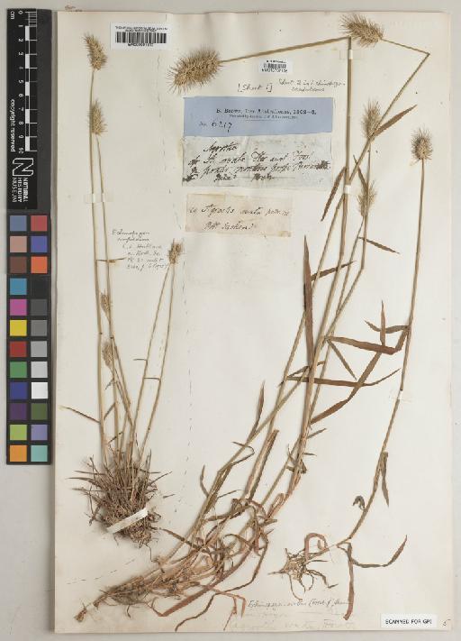Echinopogon caespitosus C.E.Hubb. - BM000991517a