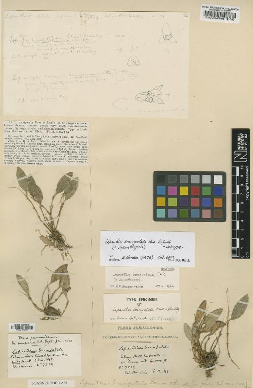 Lepanthes brevipetala Fawc. & Rendle - BM000084556