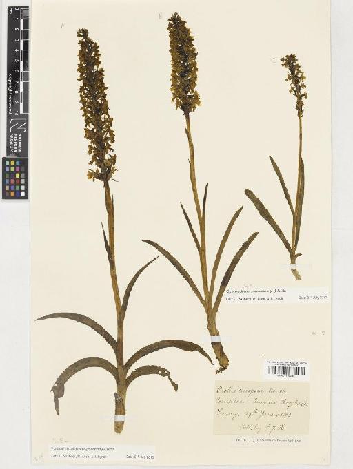 Gymnadenia densiflora (Wahlenb.) A.Dietr. - BM001130344