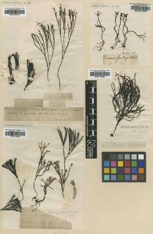 Furcellaria lumbricalis (Huds.) J.V.Lamour. - BM001038880