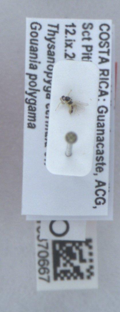 Euplectrus henrytownesi Hansson, 2015 - Euplectrus henrytownesi 010370667 PT M crop