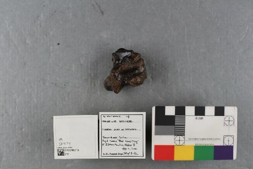 Kentisuchus spenceri Buckland, 1836 - 010248815_L010230947_(2)