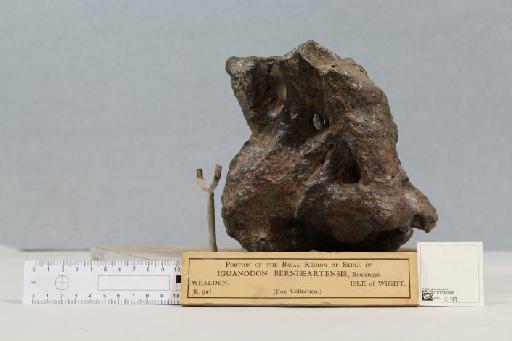 Iguanodon bernissartensis Boulenger, 1881 - 010036986_L010220967