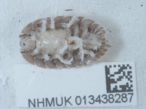 Porcellio dilatatus Brandt, 1831 - 013438287_1