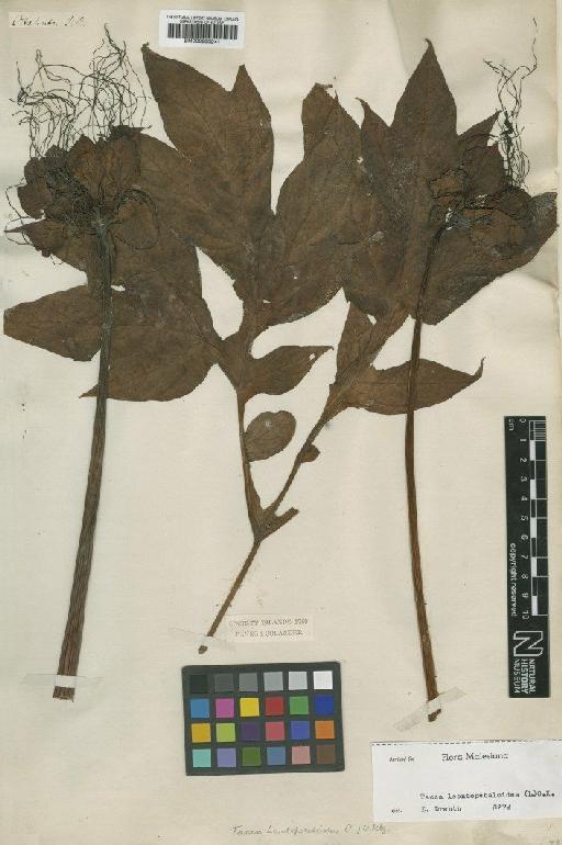 Tacca leontopetaloides (L.) Kuntze - BM000990241