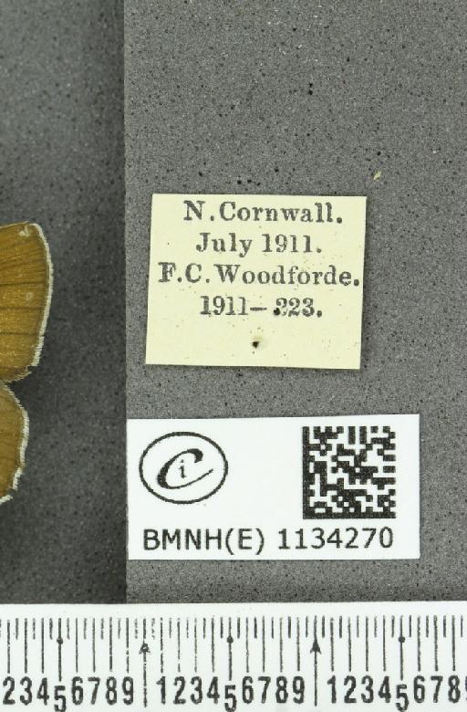 Callophrys rubi rubi (Linnaeus, 1758) - BMNHE_1134270_label_97956