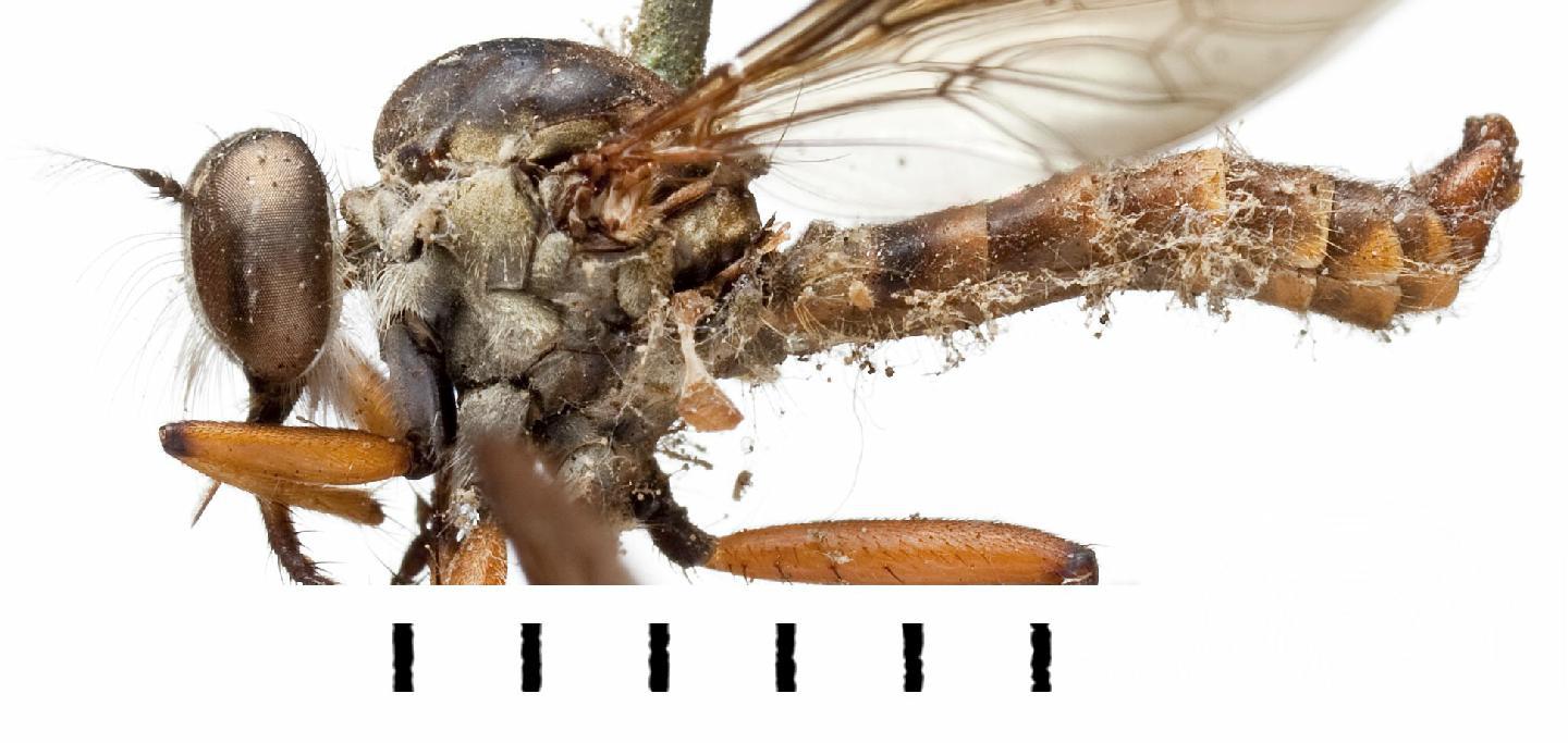 Ommatius strictus