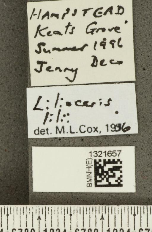 Lilioceris (Lilioceris) lilii (Scopoli, 1763) - BMNHE_1321657_label_11587