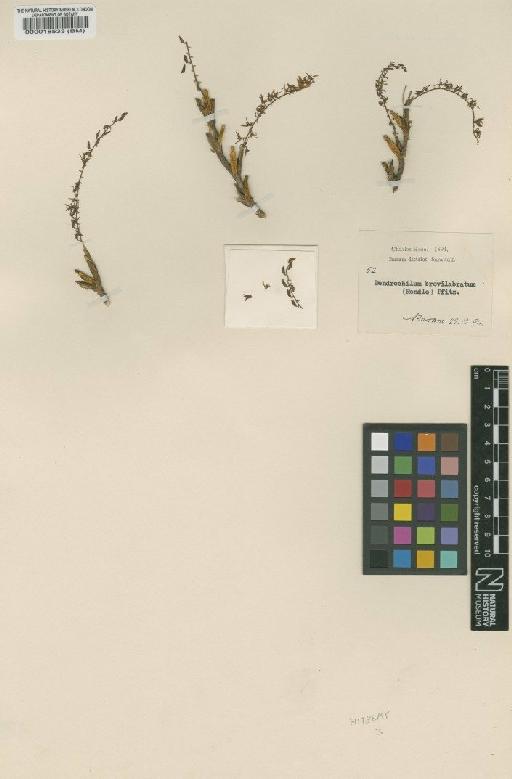 Dendrochilum brevilabratum (Ridl.) Pfitzer - BM000018533