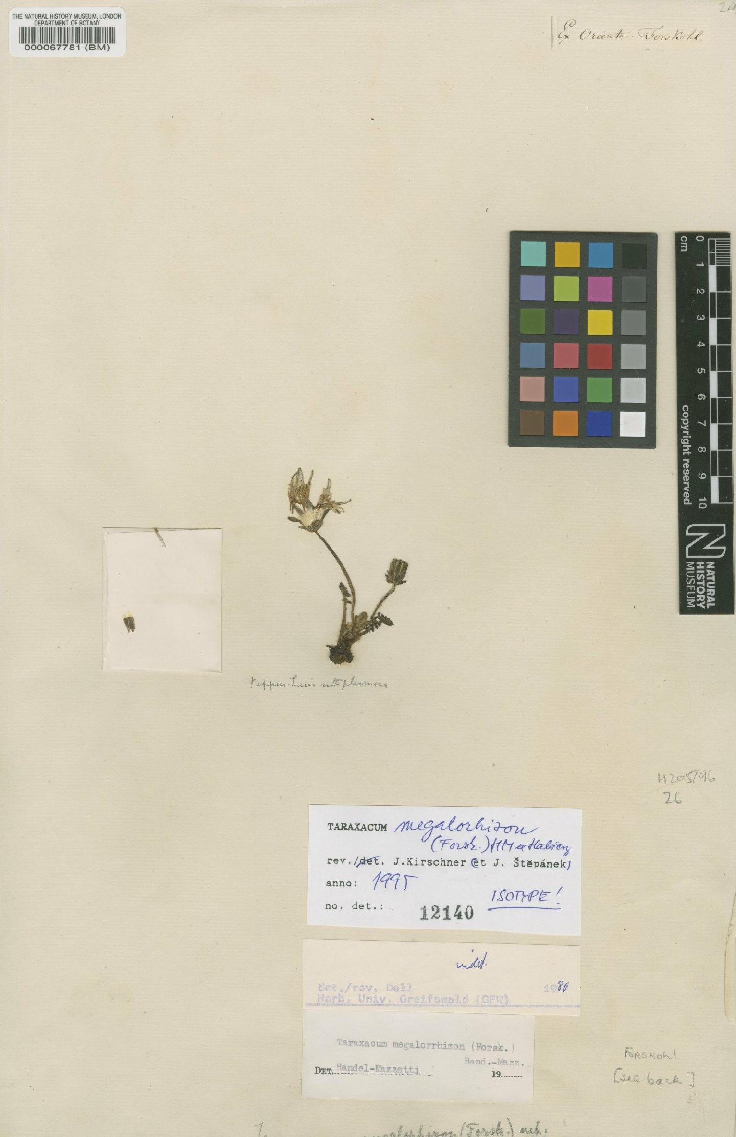To NHMUK collection (Taraxacum megalorrhizon Hand.-Mazz.; Type; NHMUK:ecatalogue:481759)