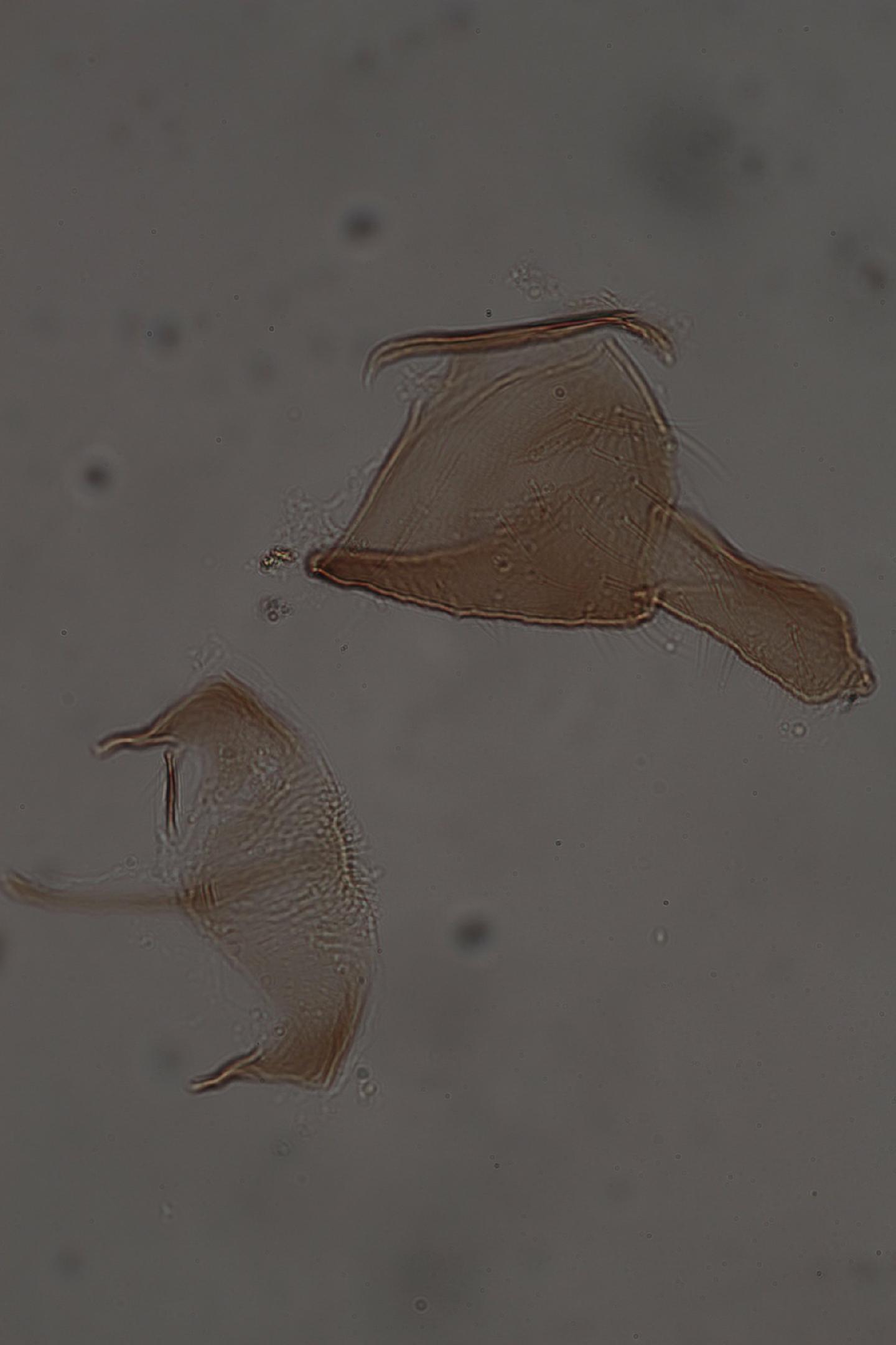 Simulium griseicolle