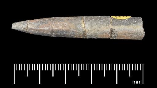 Simpsonibelus expansus (Simpson) - PI CC 1311 - belemnite