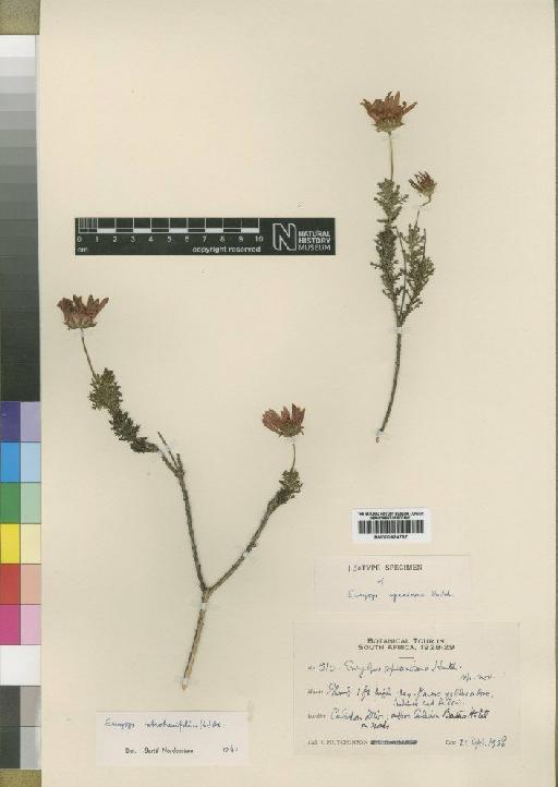 Euryops abrotanifolius (L.) DC. - BM000924737