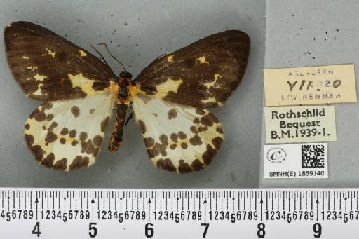 Abraxas grossulariata (Linnaeus, 1758) - BMNHE_1859140_416905