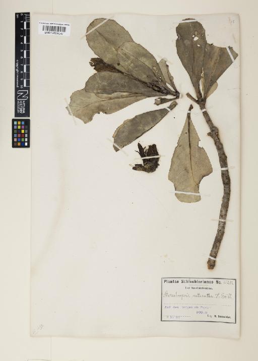 Strasburgeria calliantha Baill. - 014629247