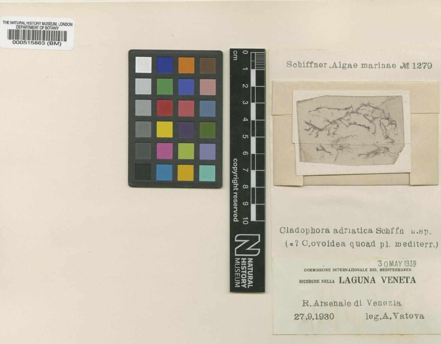 To NHMUK collection (Cladophora vagabunda (L.) van den Hoek; TYPE; NHMUK:ecatalogue:4830572)