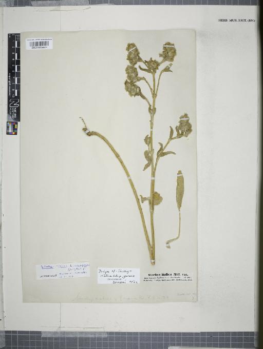 Stachys cretica subsp. garana (Boiss.) Rech.f. - 014608914