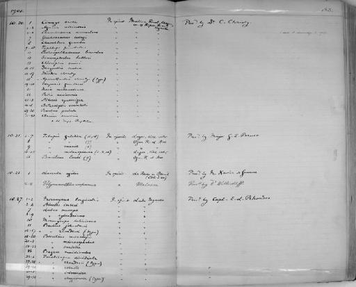 Opsaridium microcephalus - Zoology Accessions Register: Reptiles & Fishes: 1904 - 1925: page 183