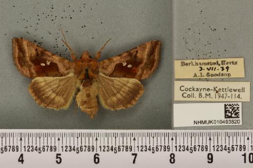 Autographa jota ab. percontationis Treitschke, 1826 - NHMUK_010493820_549491