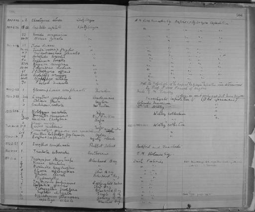 Pionosyllis prolifera Krohn - Zoology Accessions Register: Annelida & Echinoderms: 1884 - 1923: page 204