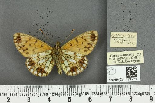 Boloria selene selene Denis & Schiffermüller, 1775 - BMNHE_1174771_30268