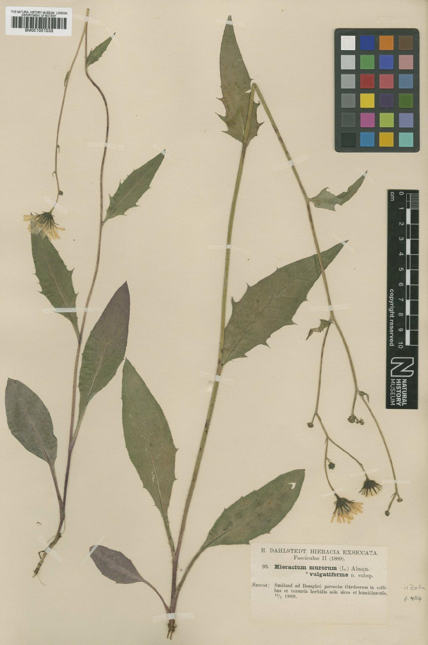 To NHMUK collection (Hieracium levicaule subsp. vulgatiforme (Dahlst.) Zahn; TYPE; NHMUK:ecatalogue:2415399)
