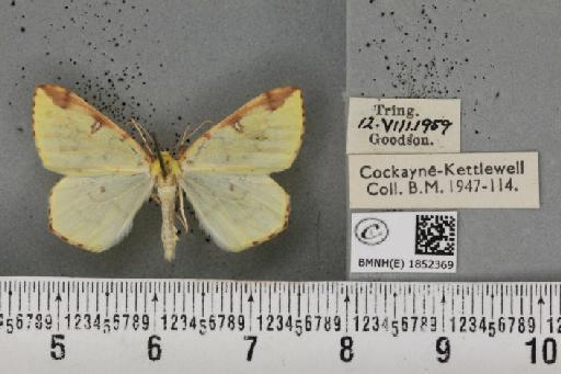 Opisthograptis luteolata ab. ruficosta Lempke, 1951 - BMNHE_1852369_427833