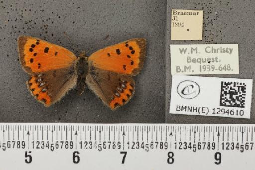 Lycaena phlaeas eleus (Fabricius, 1798) - BMNHE_1294610_132024