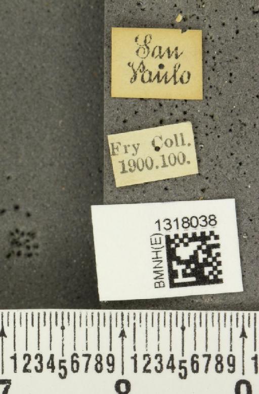 Calligrapha (Calligrapha) polyspila (Germar, 1821) - BMNHE_1318038_label_17481